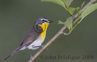 : Icteria virens; Yellow-breasted Chat