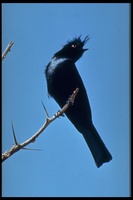 : Phainopepla nitens; Phainopepla (silky Flycatcher)