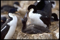 : Phalacrocorax atriceps; Blue-eyed Shag