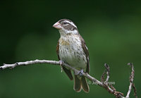 : Pheucticus ludovicianus; Rose-breasted Grosbeak