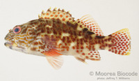 : Cirrhitus pinnulatus