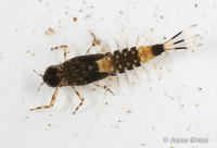 : Ameletus sp.; Mayfly