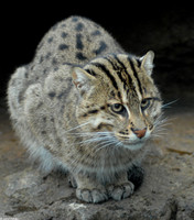 : Prionailurus viverrinus; Fishing Cat