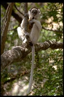 : Propithecus verreauxi; Verreaux's Sifaka