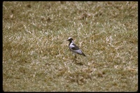 : Vanellus tectus; Black-headed Plover