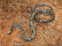: Coluber constrictor anthicus; Buttermilk Racer