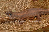 : Leposoma southi