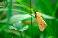 : Rhiparioides amurensis; Moth