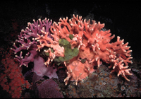 : Stylaster californicus; California Hydrocoral;