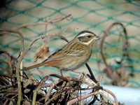 흰배멧새 Emberiza tristrami | Tristram's bunting