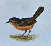 동남아꼬리치레(Spelaeornis chocolatinus)