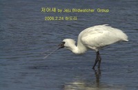 저어새 Black-faced Spoonbill in H...