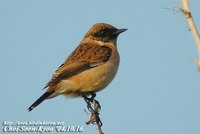 Fig. 13. Common Stonechat : 검은딱새