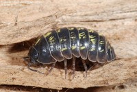 Kuglebænkebider (Armadillidium vulgare )