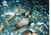 image of a Grunt Sculpin Rhamphocottus richardsoni