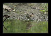 Sakhalin Leaf Warbler [Phylloscopus borealoides]
