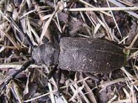 Lamia textor - Weaver Beetle