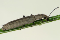 Dolichosoma lineare