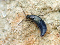 Philonthus cognatus