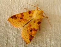 Xanthia icteritia - The Sallow