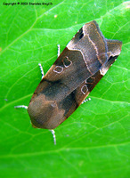 Noctua fimbriata - Broad-bordered Yellow Underwing