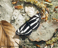 Neptis sappho - Common Glider