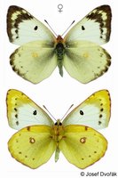 Colias hyale - Pale Clouded Yellow