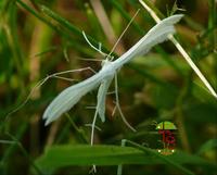 Pterophorus pentadactyla - White Plume Moth