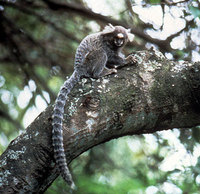 Common marmoset (Callithrix jacchus)