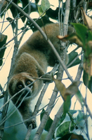 Slow loris (Nycticebus coucang)