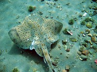 Leucoraja ocellata, Winter skate: