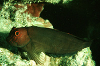 Cirripectes vanderbilti, Scarface blenny: aquarium