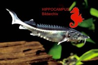 Acipenser gueldenstaedtii, Russian sturgeon: fisheries, aquaculture, aquarium