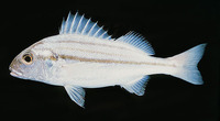 Pomadasys stridens, Striped piggy: fisheries, bait