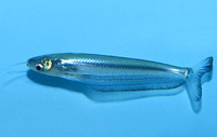 Kryptopterus cryptopterus, : fisheries, aquarium
