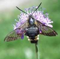 Hemaris fuciformis - Broad-bordered Bee Hawk-moth