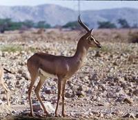 Image of: Gazella gazella (mountain gazelle)