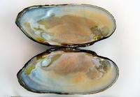 Margaritifera margaritifera - Freshwater Pearly Mussel