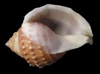 Galeodea echinophora