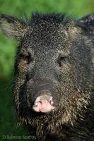 Image of: Pecari tajacu (collared peccary)