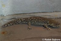 Ambystoma mexicanum - Axolotl