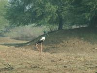 Ephippiorhynchus asiaticus - Black-necked Stork