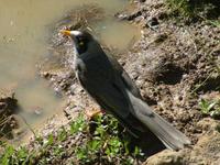 Manorina melanocephala - Noisy Miner