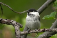 Parus palustris - Marsh Tit