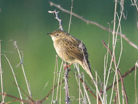 Locustella naevia - Grasshopper Warbler