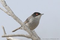 Sylvia melanocephala - Sardinian Warbler