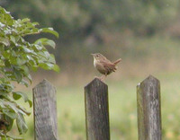 Troglodytes troglodytes - Wren