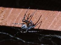 Image of: Araneidae (orbweavers)