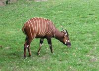 Tragelaphus eurycerus - Bongo