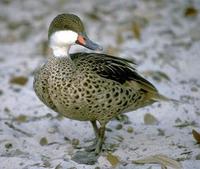 Image of: Anas bahamensis (white-cheeked pintail)